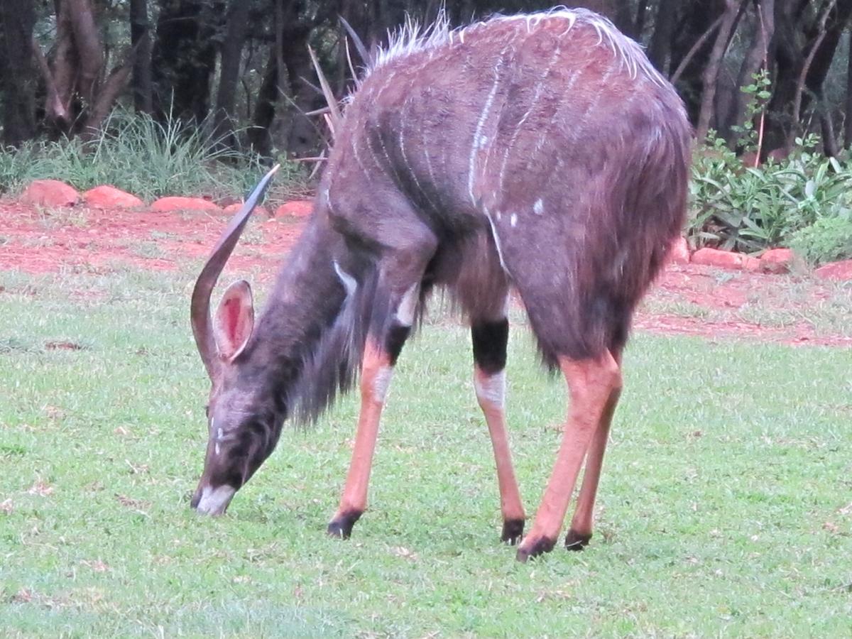 Harties Is Africa Safari Lodge Kosmos Exterior foto