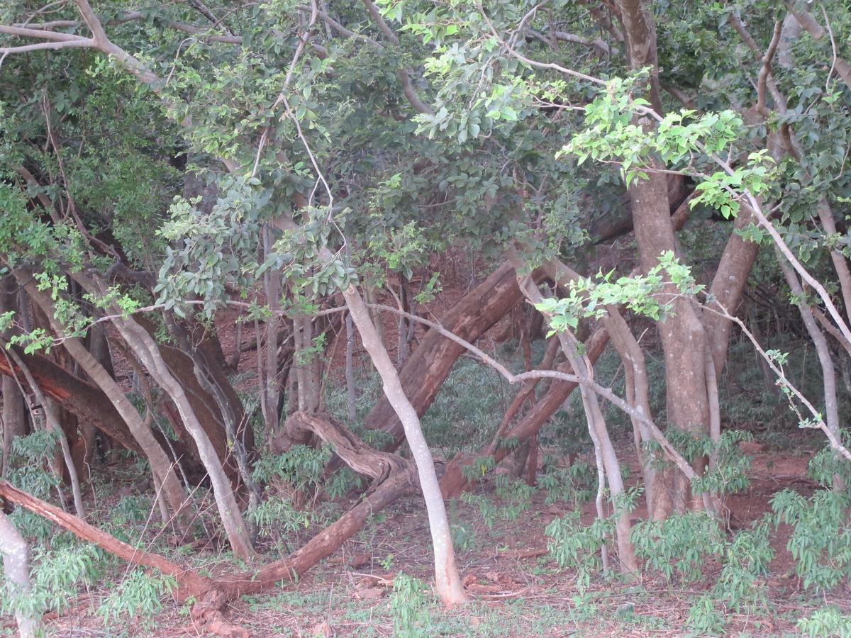Harties Is Africa Safari Lodge Kosmos Exterior foto